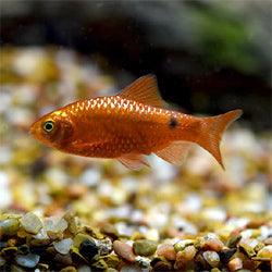 Fish Supplies - Nimbus Distributors - wholesale and distributors in United States
