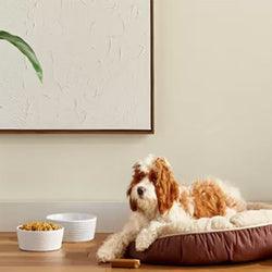 Dog Supplies - Nimbus Distributors - wholesale and distributors in United States